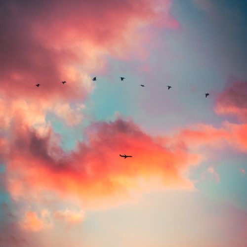 silhouette of flying birds on a twilight sky