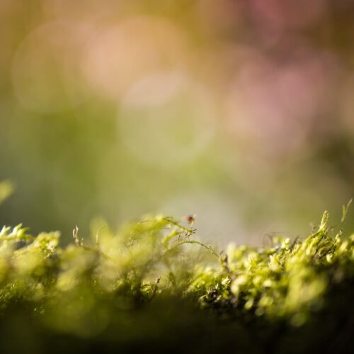 blur photography of plants